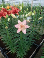 [4007 Noelle s Favorite No01.JPG]